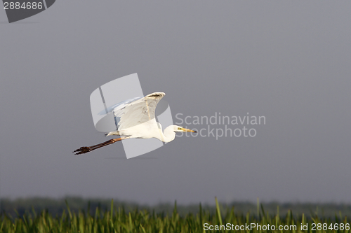 Image of great egret flying over swamps