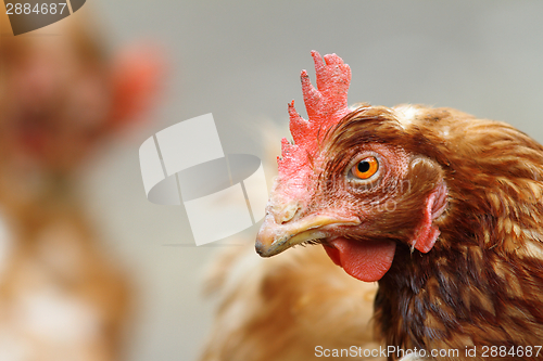 Image of portrait of a brown hen