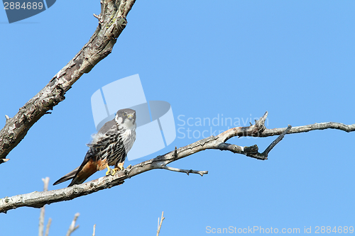 Image of eurasian hobby on banch