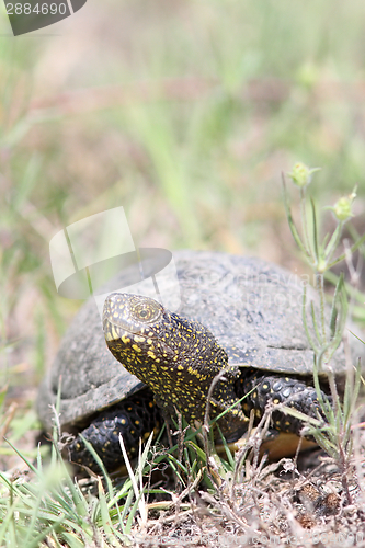 Image of emys orbicularis