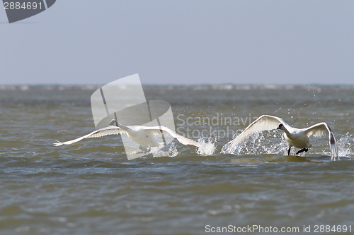 Image of mute swans taking flight from water surface