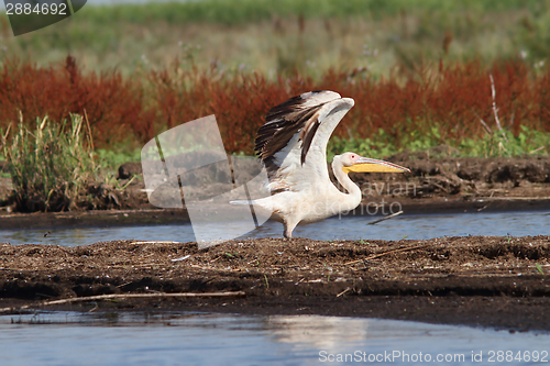 Image of great pelican taking off from swamp