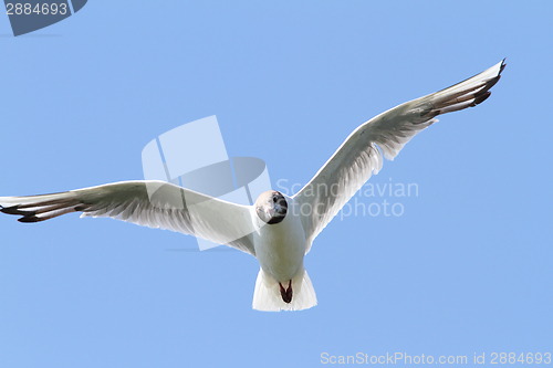 Image of black headed gull in flight