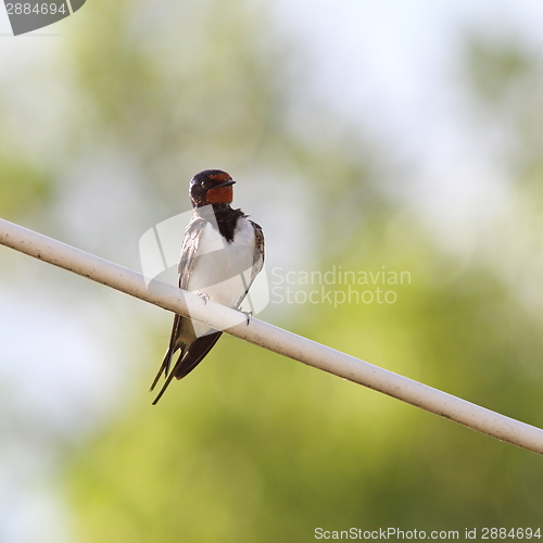 Image of barn swallow on electric wire
