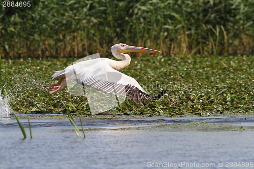Image of great pelican in flight at Musura bay