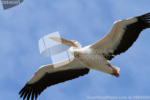 Image of closeup of great pelican in flight