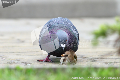 Image of pigeon disputing bread piece with sparrow