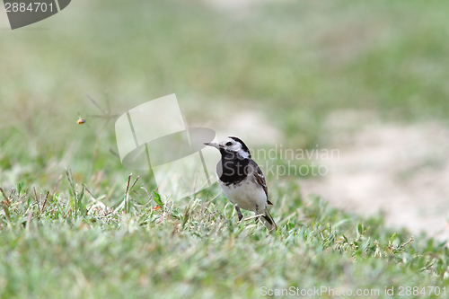 Image of motacilla alba on ground