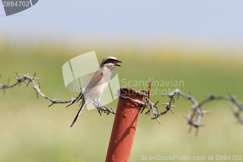 Image of lanius collurio on barbed wire