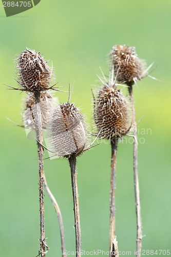 Image of group of faded thistle
