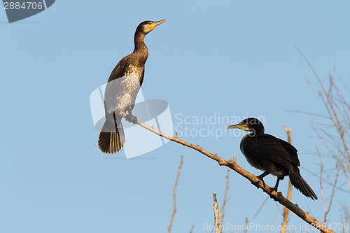 Image of two great cormorants on branch