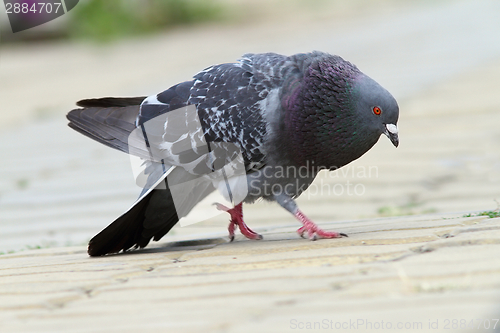 Image of feral pigeon in mating season