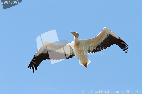 Image of great pelican closeup, in flight 