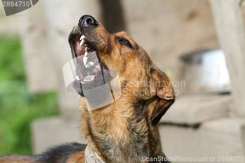 Image of howling dog