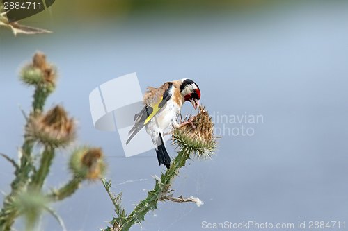 Image of european goldfinch on thistle flower