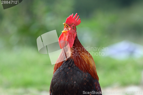 Image of rooster singing in the morning