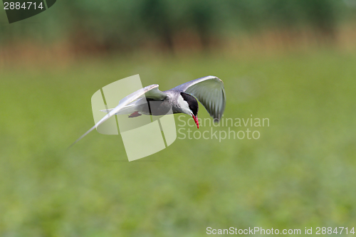 Image of whiskered tern in flight