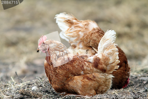 Image of hen searching food on the ground