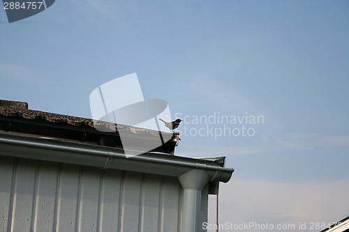 Image of Blackbird on roof