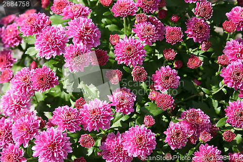 Image of Chrysanthemum