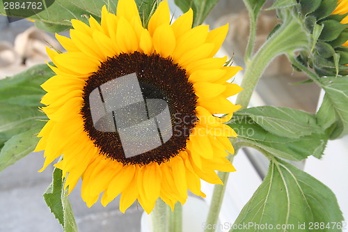 Image of Sun flower