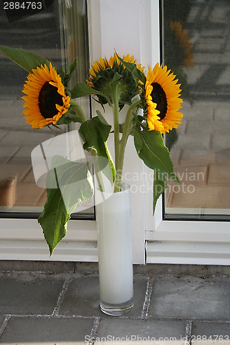 Image of Sun flowers
