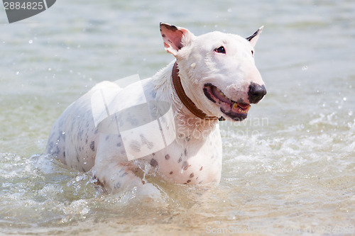 Image of White bull terrier dog.