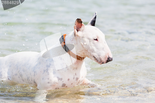 Image of White bull terrier dog.