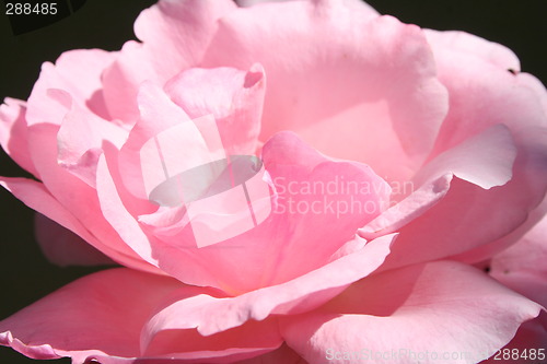 Image of Pink rose