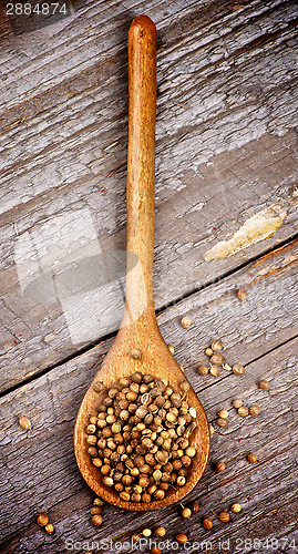 Image of Coriander