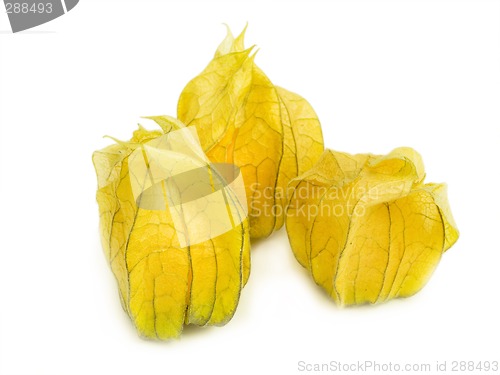 Image of Physalis