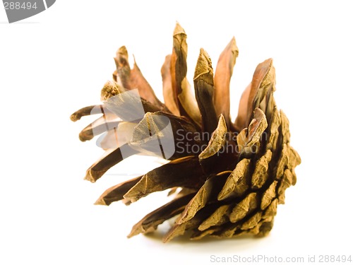 Image of Pine Cone