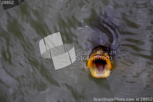 Image of Fish gulping for food