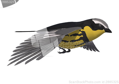Image of Songbird Warbler