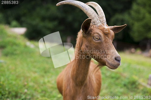 Image of Goat