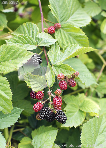 Image of blackberry bunch