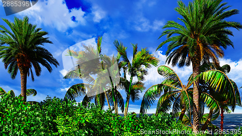 Image of Paradise on Hawaii Island