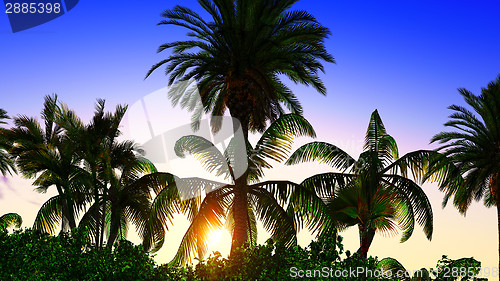 Image of Paradise on Hawaii Island