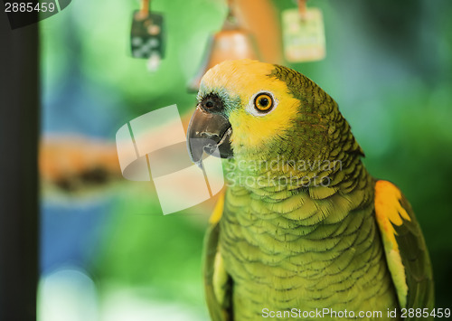 Image of Green parrot