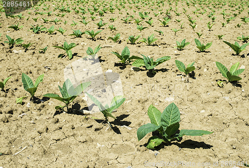 Image of Plantation of young tobacco plants