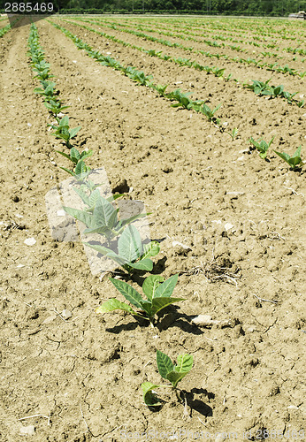 Image of Plantation of young tobacco plants