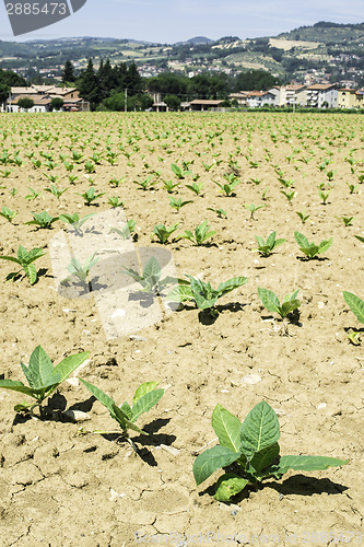 Image of Plantation of young tobacco plants