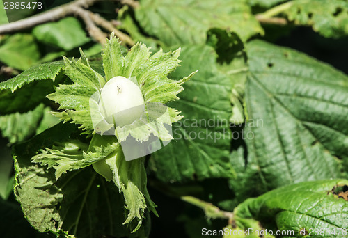 Image of  Branch with hazelnuts