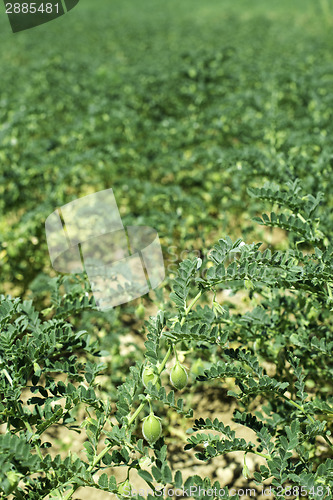 Image of Chickpeas plantation