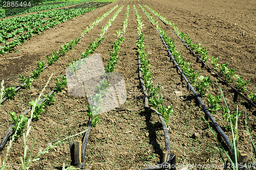 Image of Plantations with lettuce