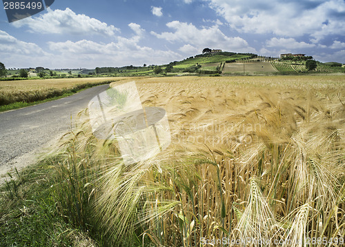 Image of Cereal crops and farm in Tuscany