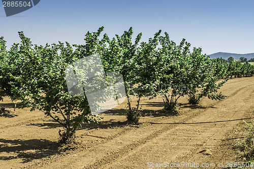 Image of Hazel tree plantation