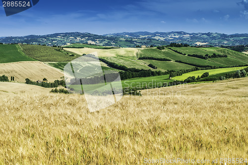 Image of Cereal crops and farm in Tuscany