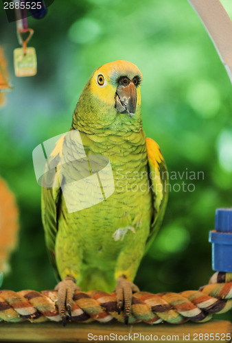 Image of Green parrot