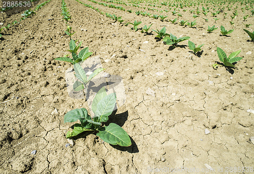 Image of Plantation of young tobacco plants